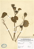 藏品(冬葵子)的圖片